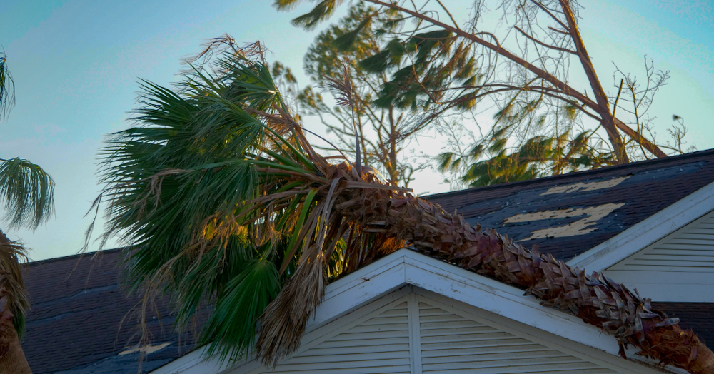 A,Tree,Falls,In,The,Roof
