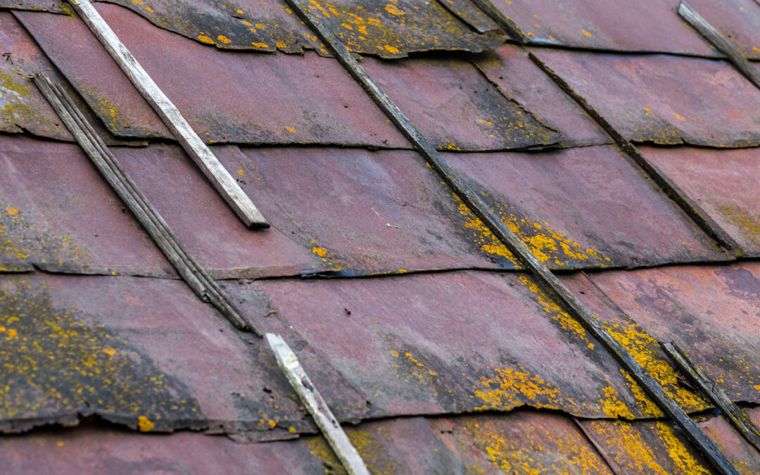 No Homeowner Wants Mold to Take Hold! Regular Roof Maintenance Stops Mold in its Tracks!