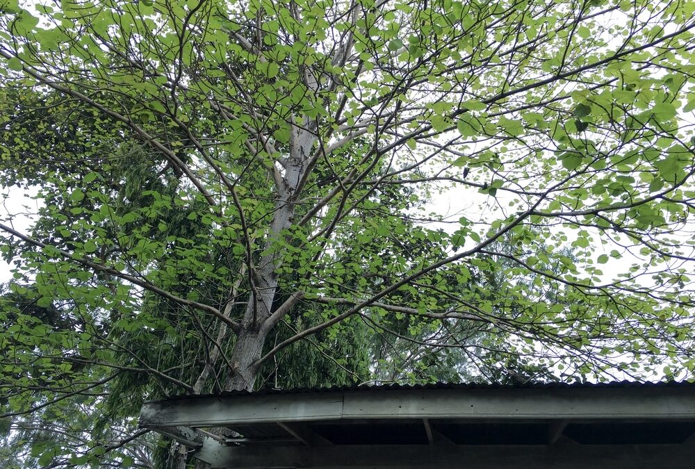 Overhanging branches can really damage your roof! Is it time for a trim?
