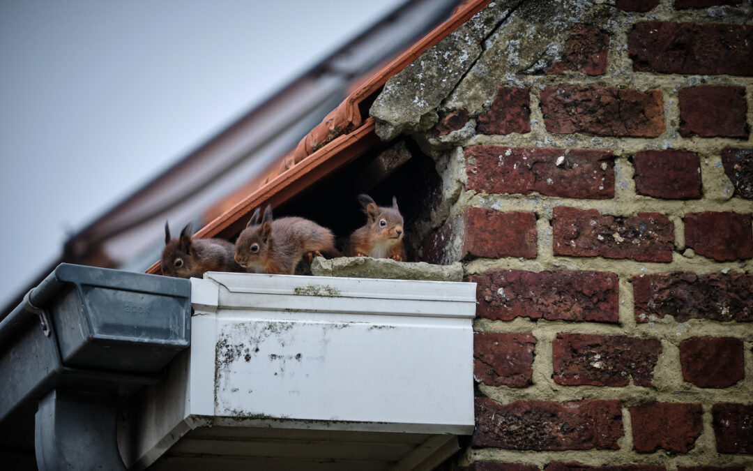 What’s living on your roof?