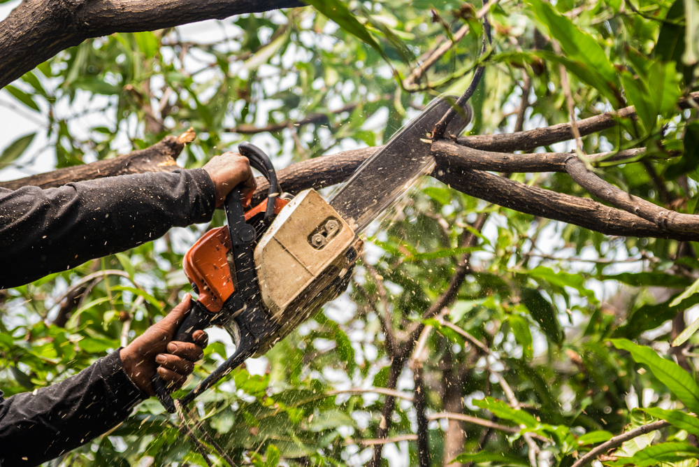 Do the trees around your home give you a comforting sense of protection from the world outside?